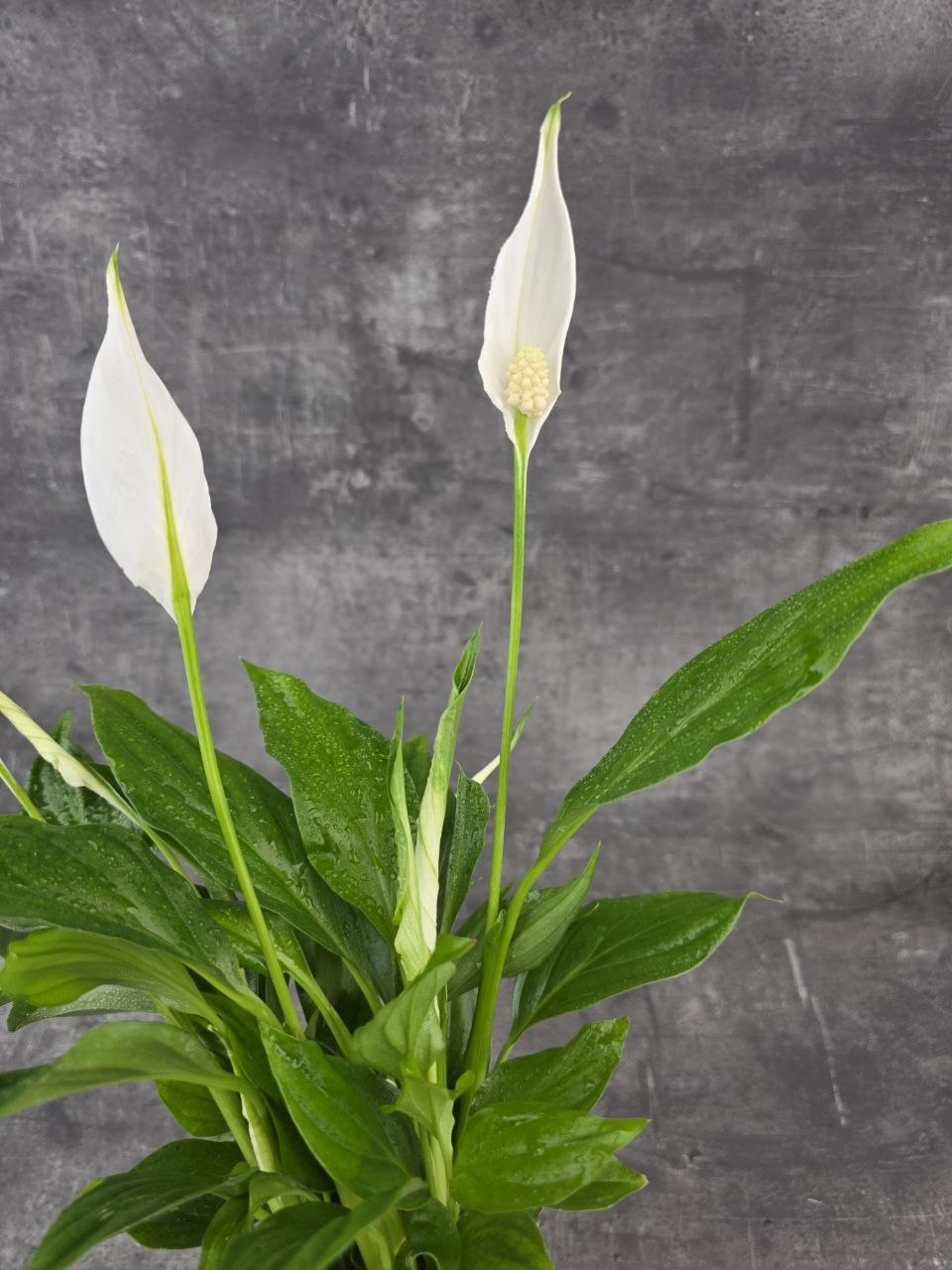 Spathiphyllum Pearl Cupido 9 cm