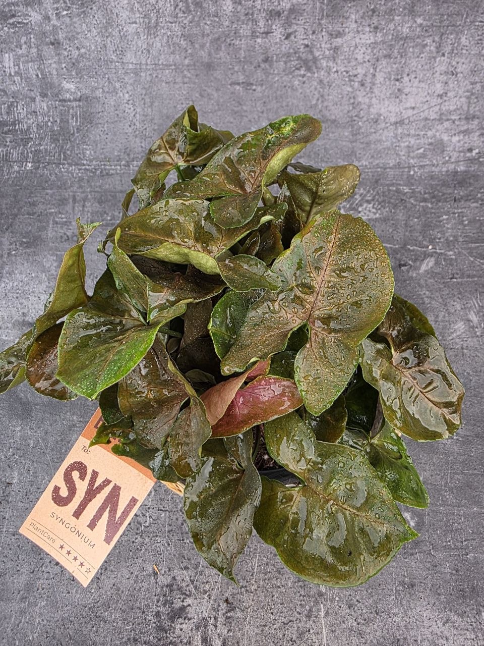 Syngonium Maria