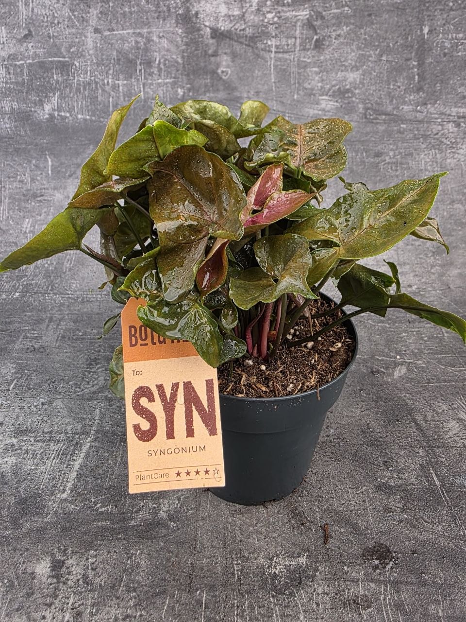 Syngonium Maria