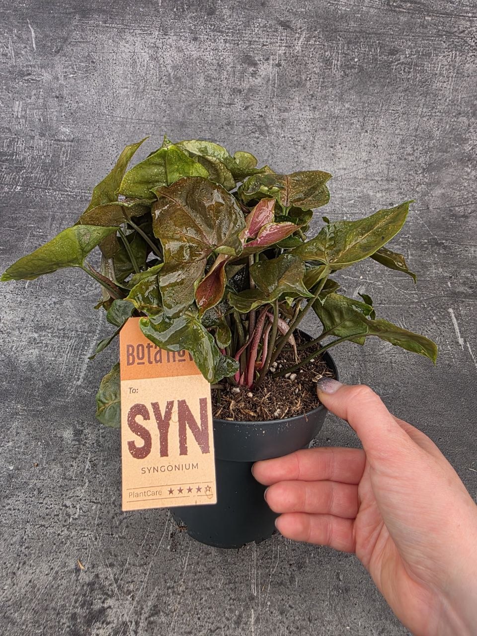 Syngonium Maria