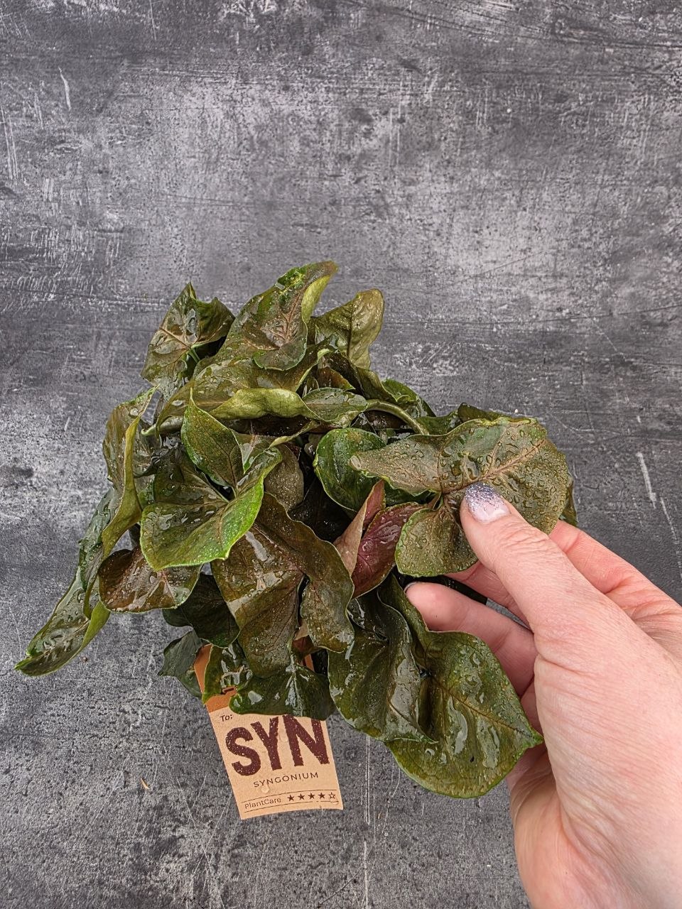 Syngonium Maria
