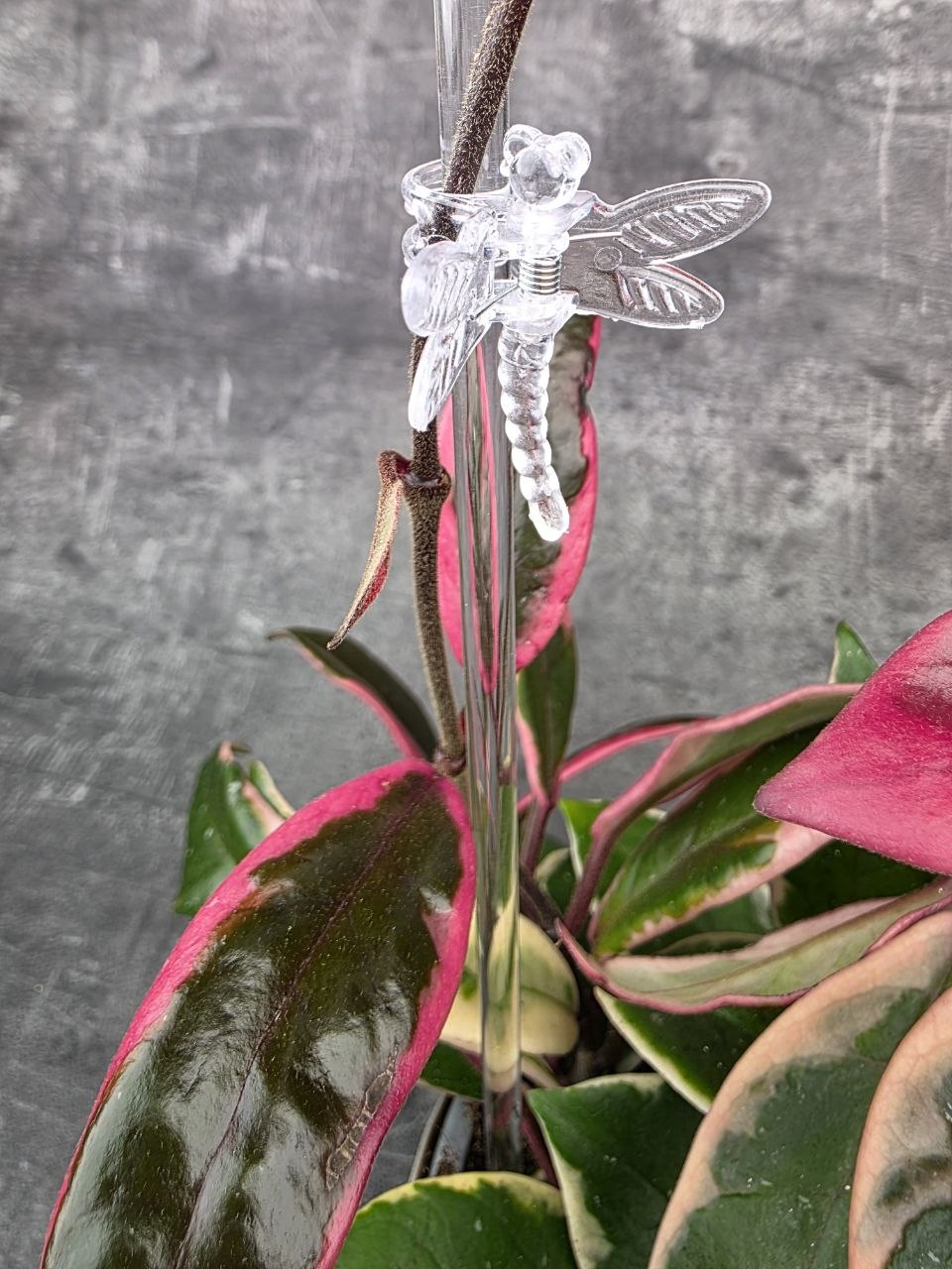 Průhledná opora rostlin ve tvaru U 40x10cm