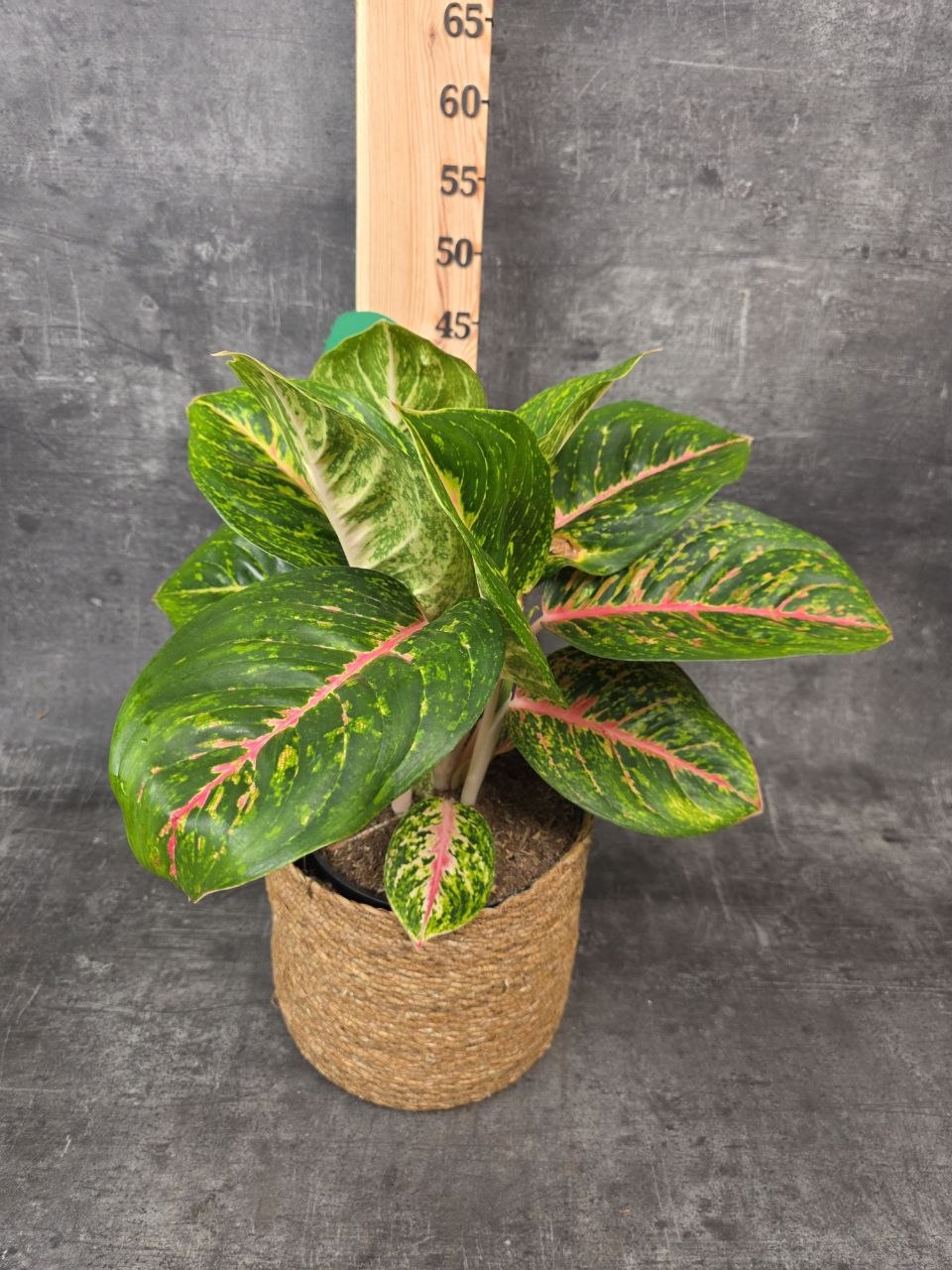 Aglaonema Spring Red