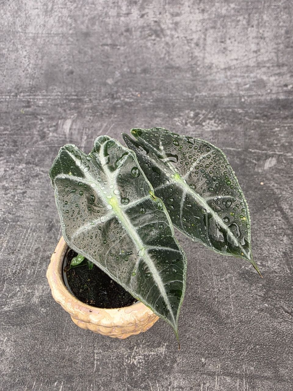 Alocasia Polly mini