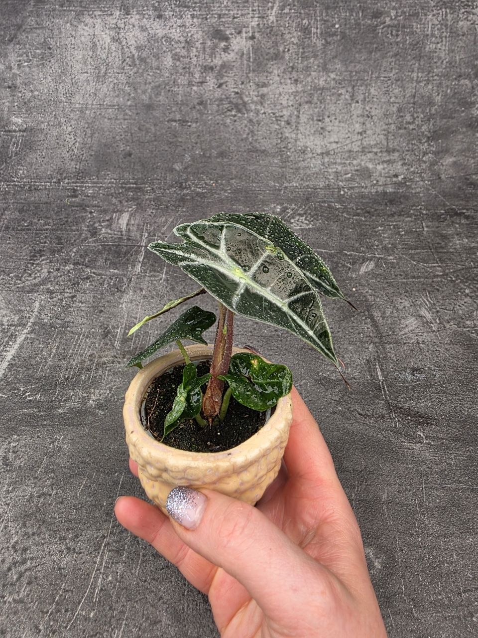 Alocasia Polly mini