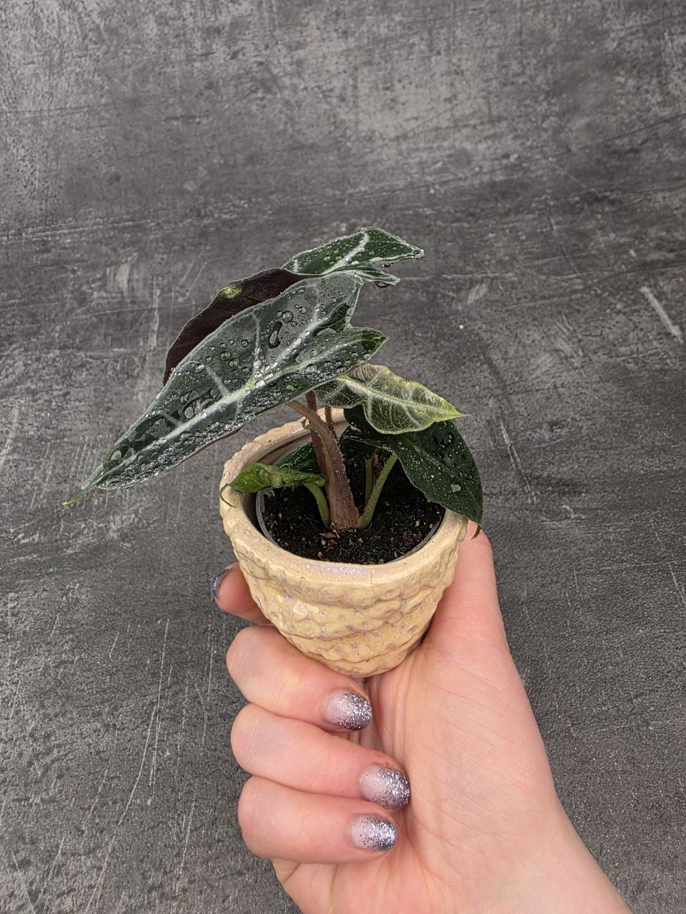 Alocasia Polly mini