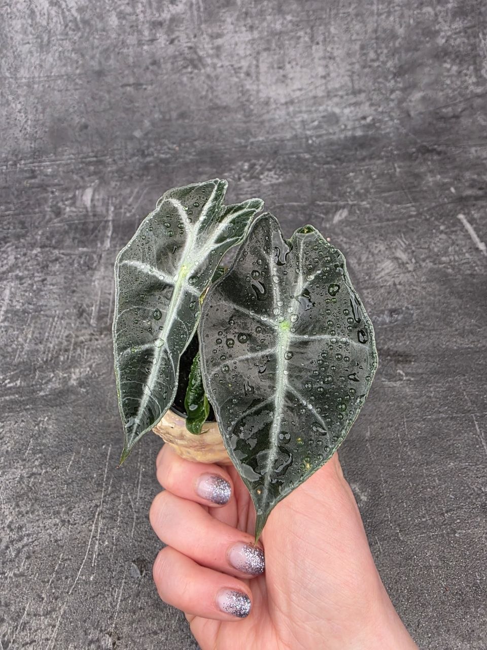 Alocasia Polly mini