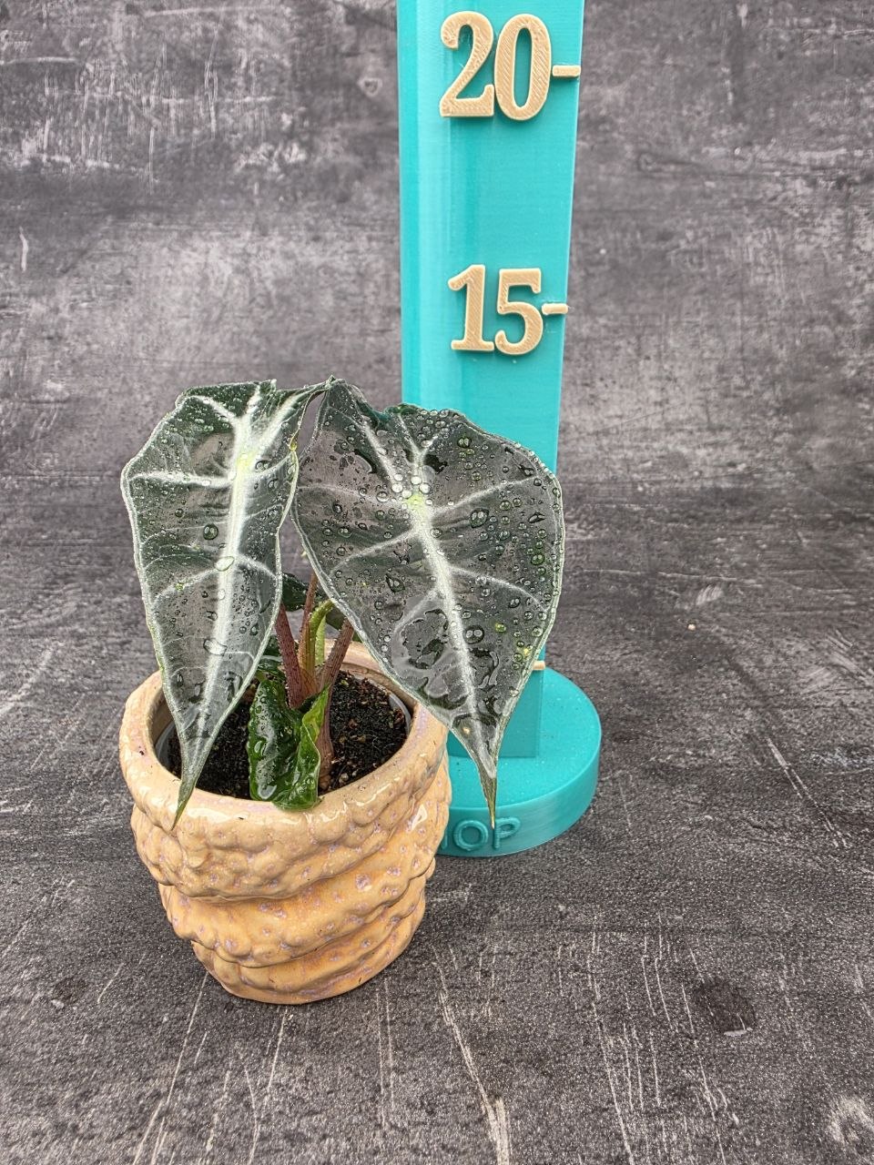 Alocasia Polly mini