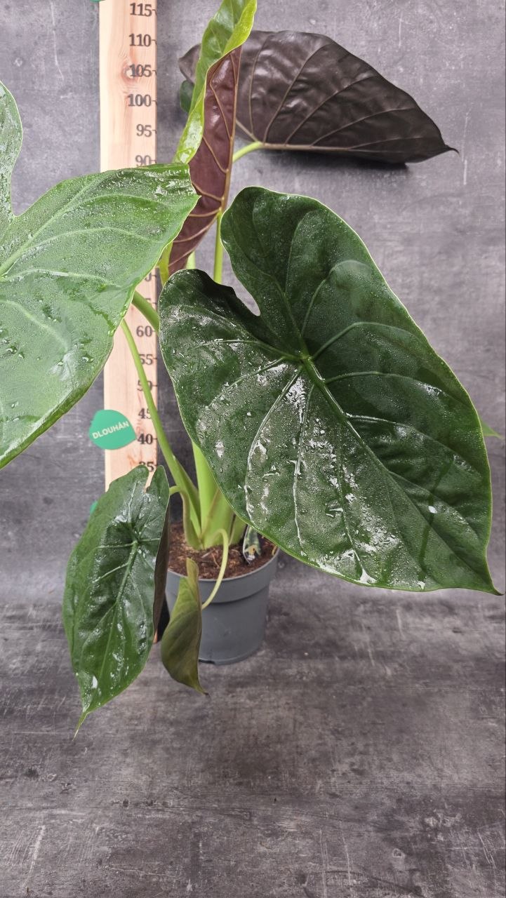 Alocasia Imperial Red