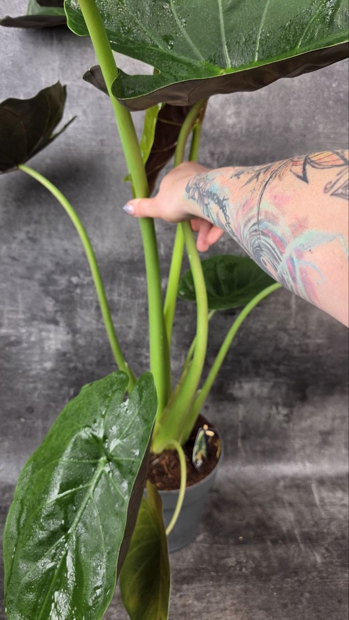 Alocasia Imperial Red