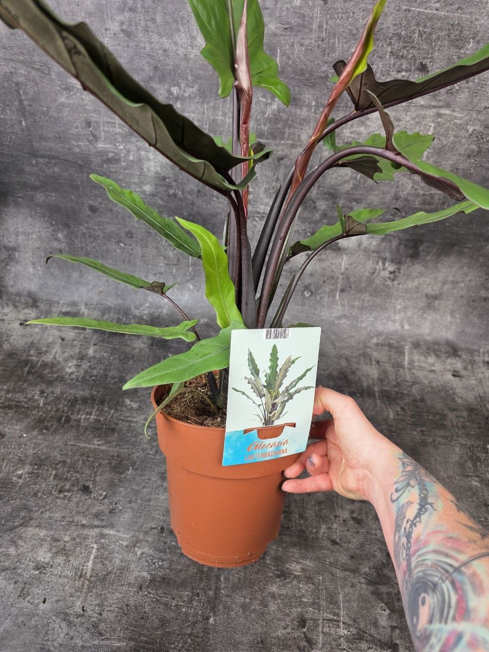 Alocasia Lauterbachiana