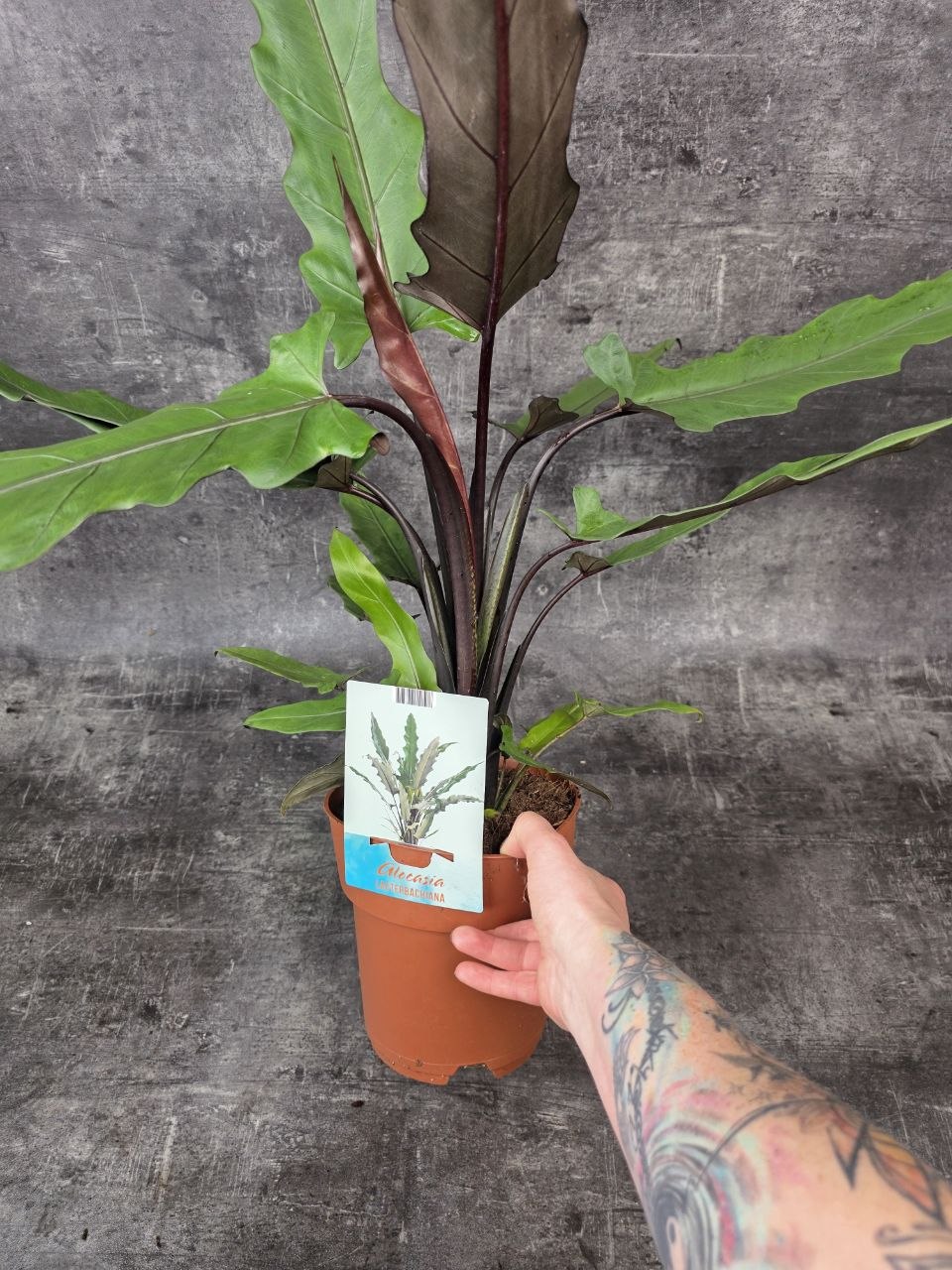 Alocasia Lauterbachiana