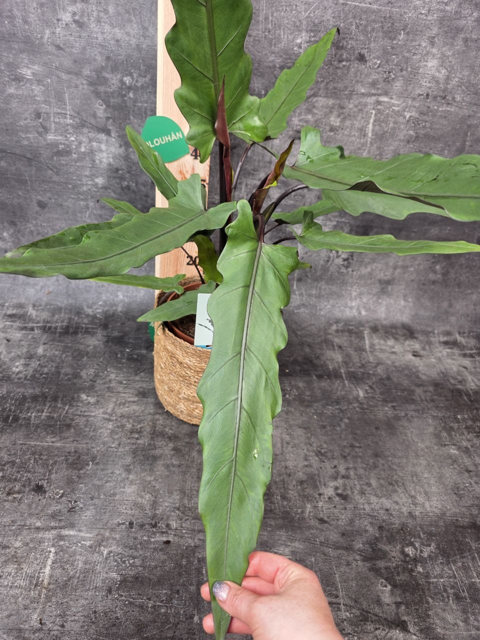 Alocasia Lauterbachiana