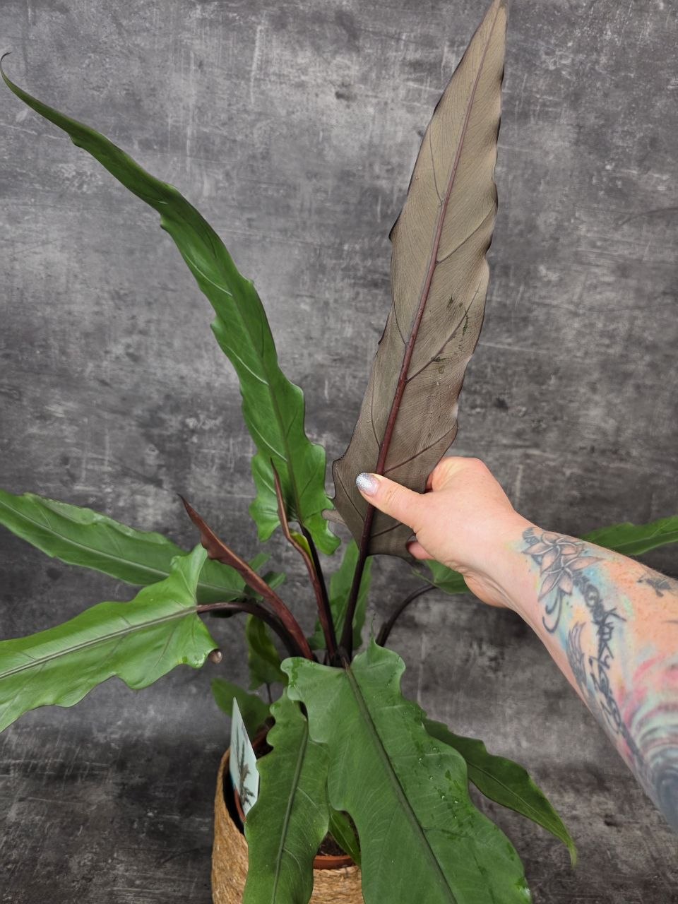 Alocasia Lauterbachiana