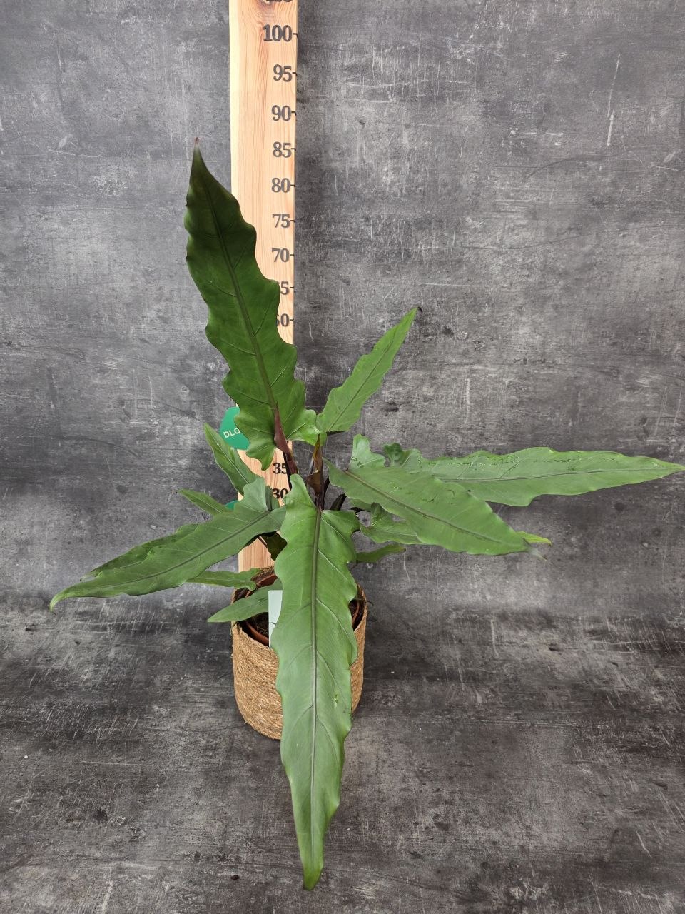 Alocasia Lauterbachiana