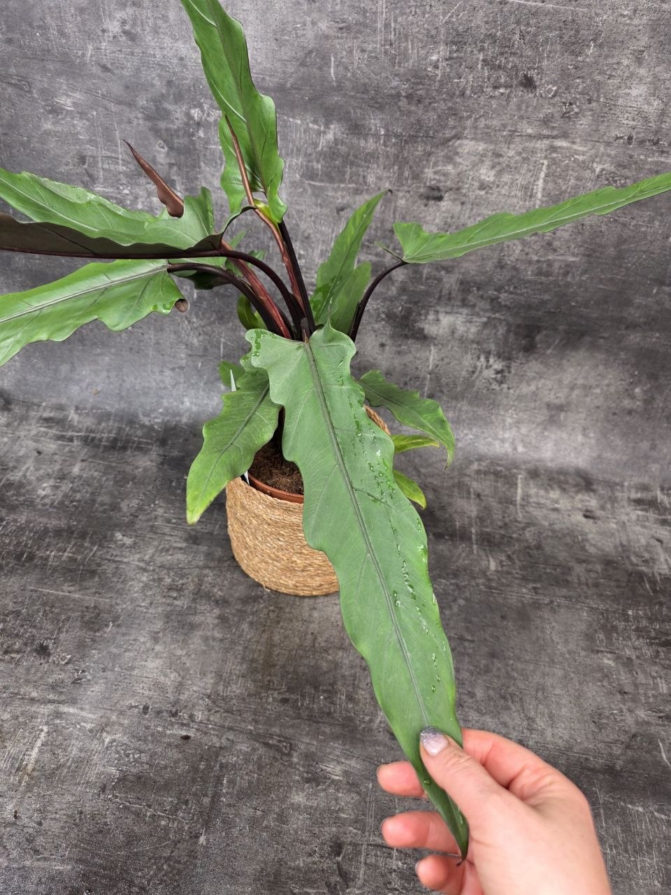 Alocasia Lauterbachiana