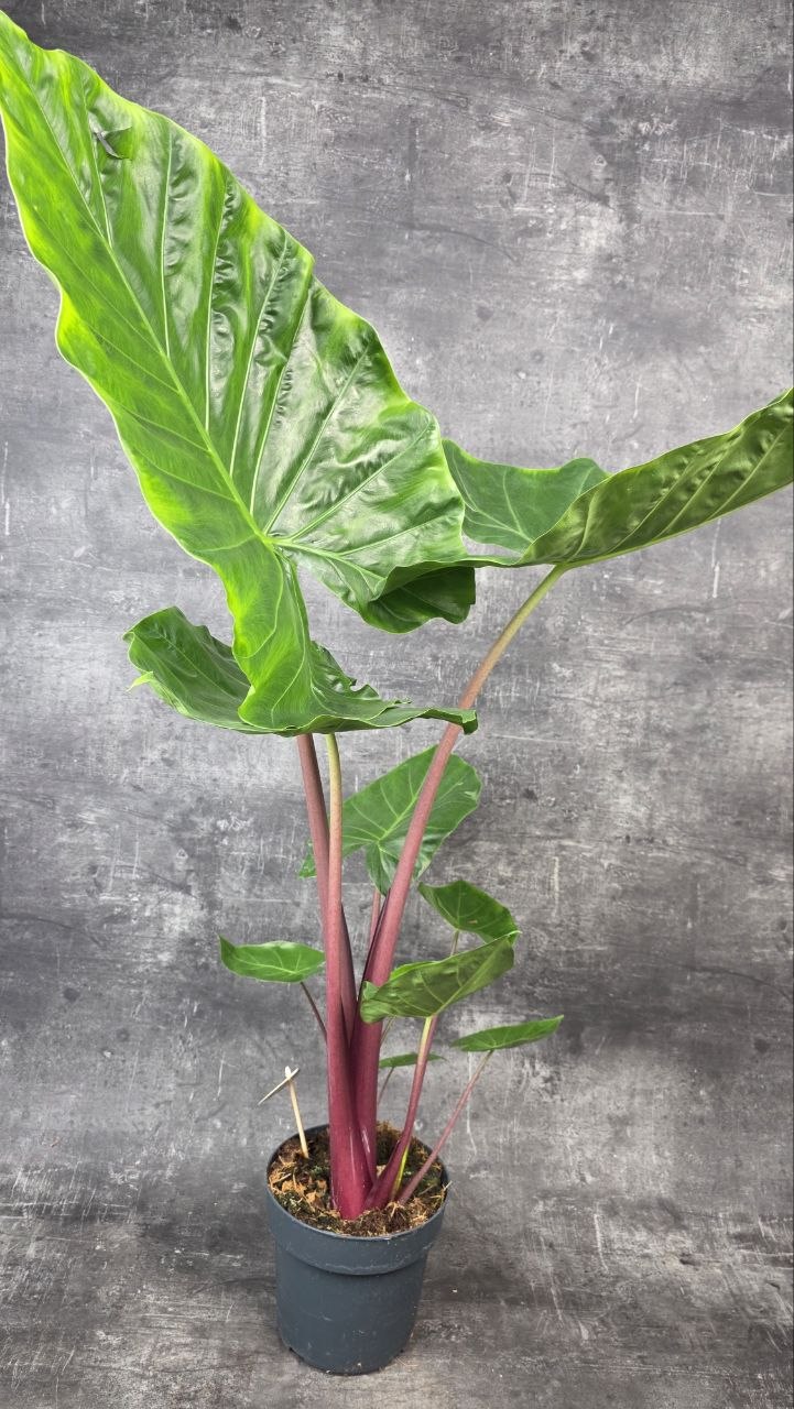 Alocasia Wentii