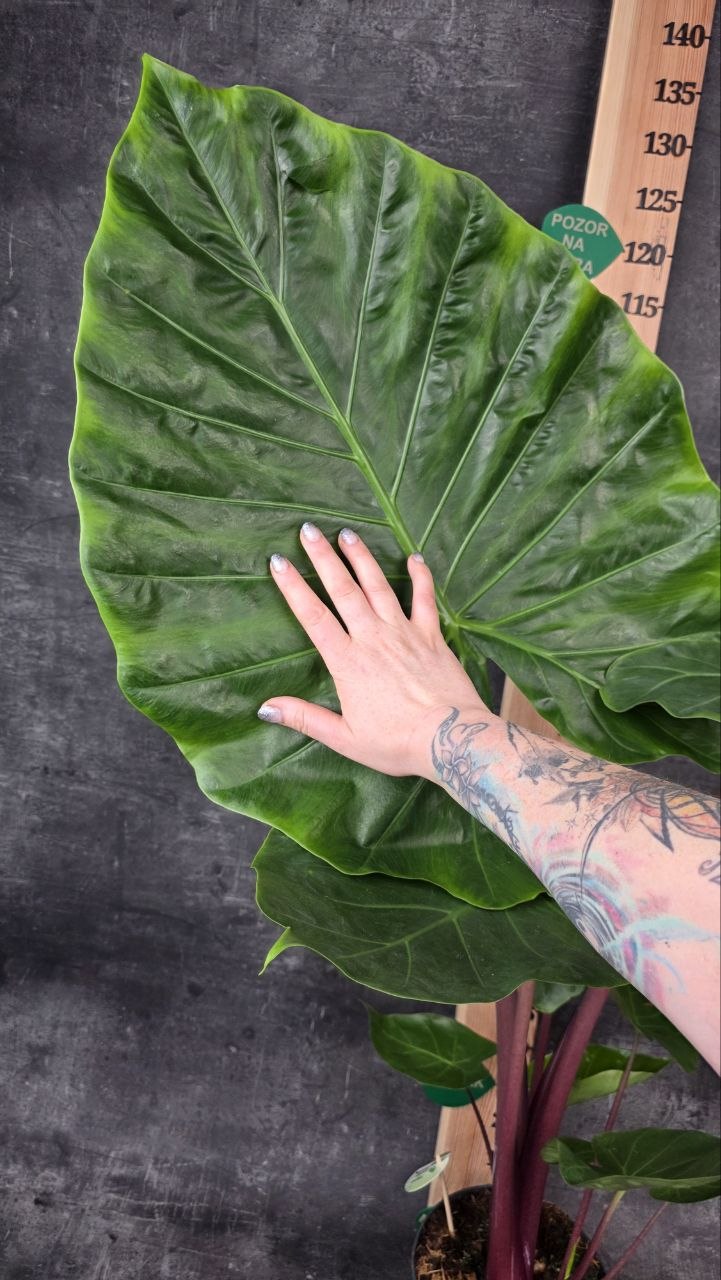 Alocasia Wentii