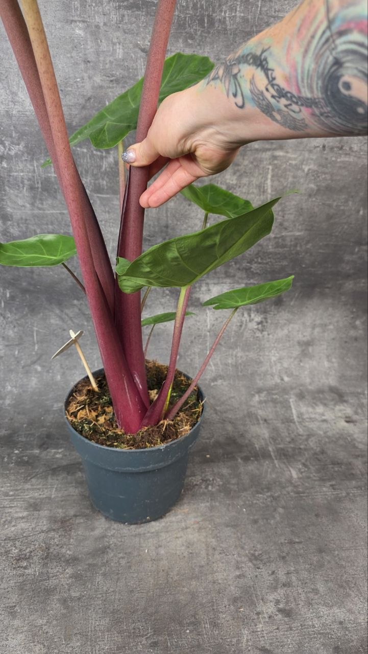 Alocasia Wentii