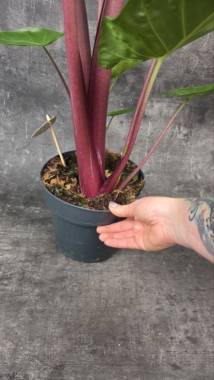 Alocasia Wentii