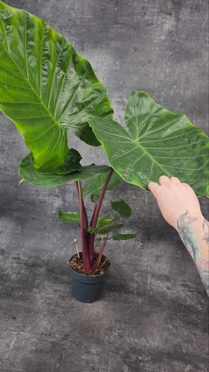 Alocasia Wentii