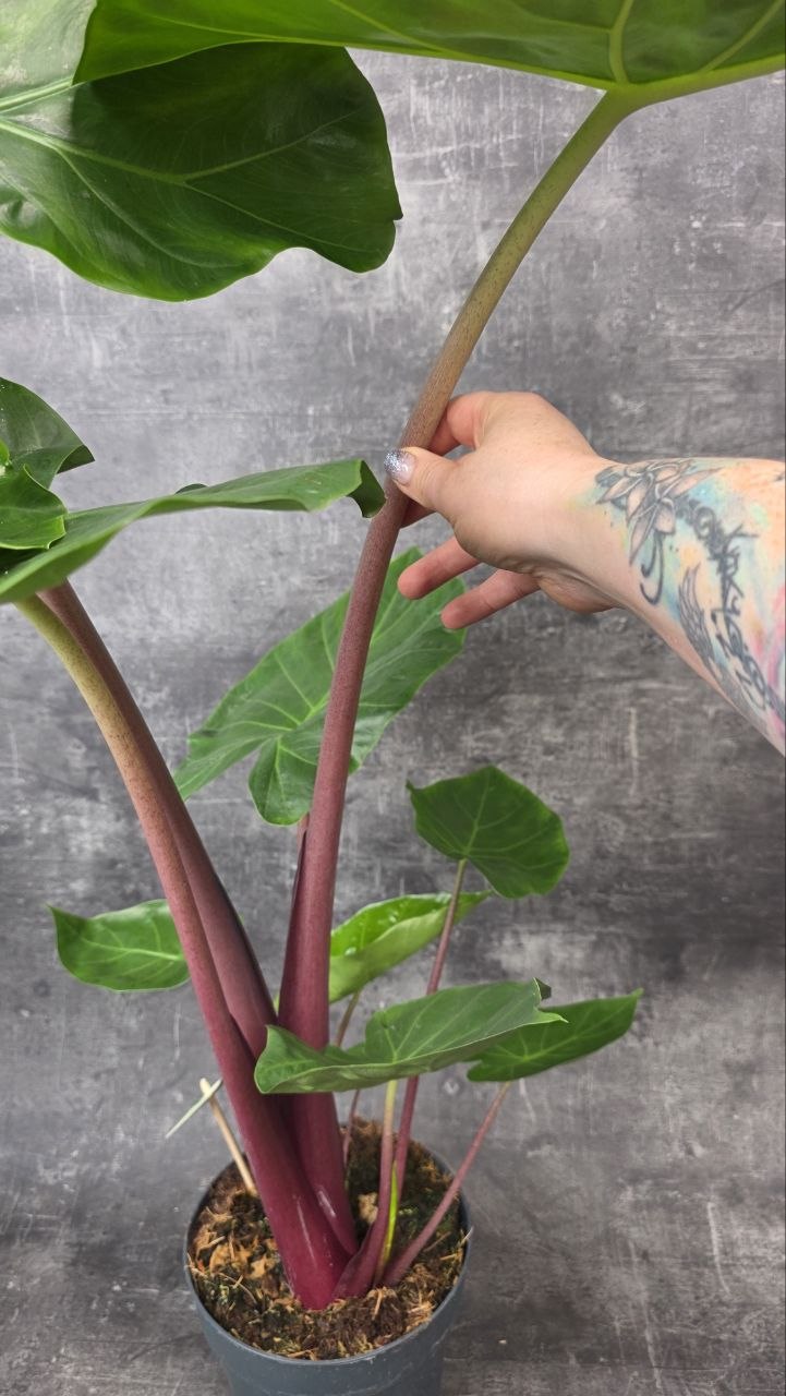 Alocasia Wentii