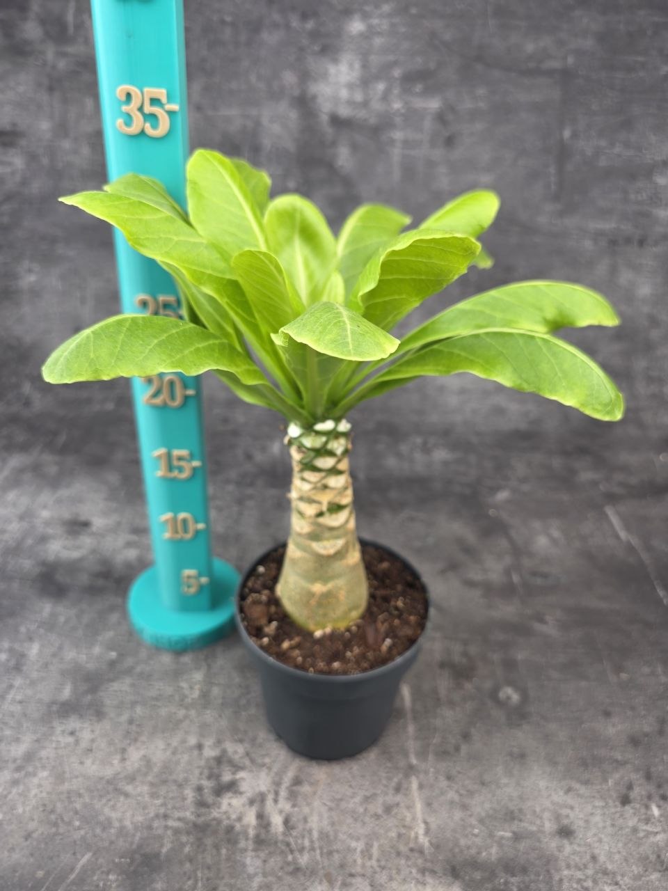 Brighamia insignis