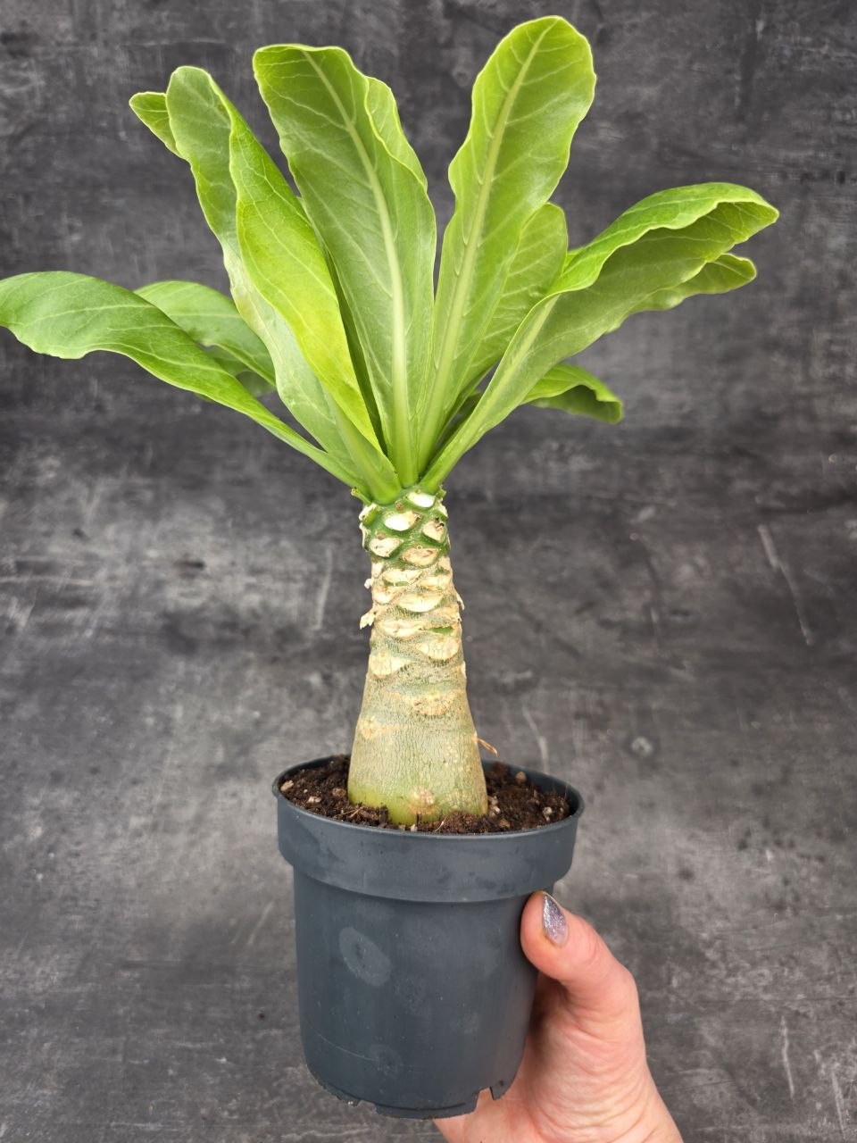 Brighamia insignis