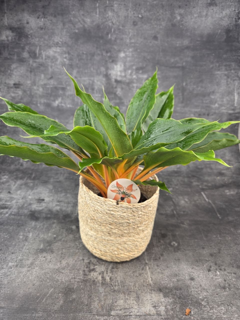 Chlorophytum Green Orange