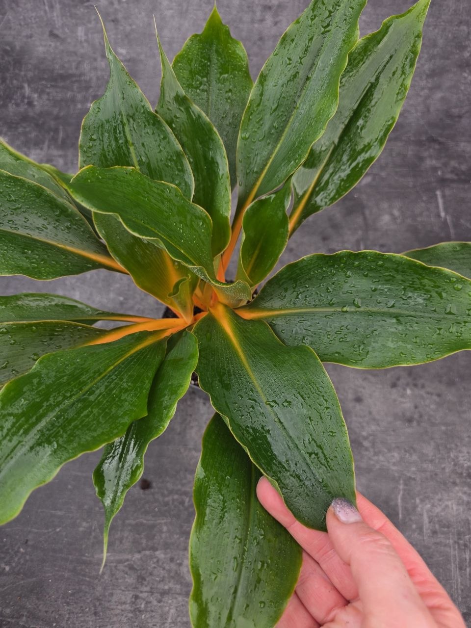 Chlorophytum Green Orange