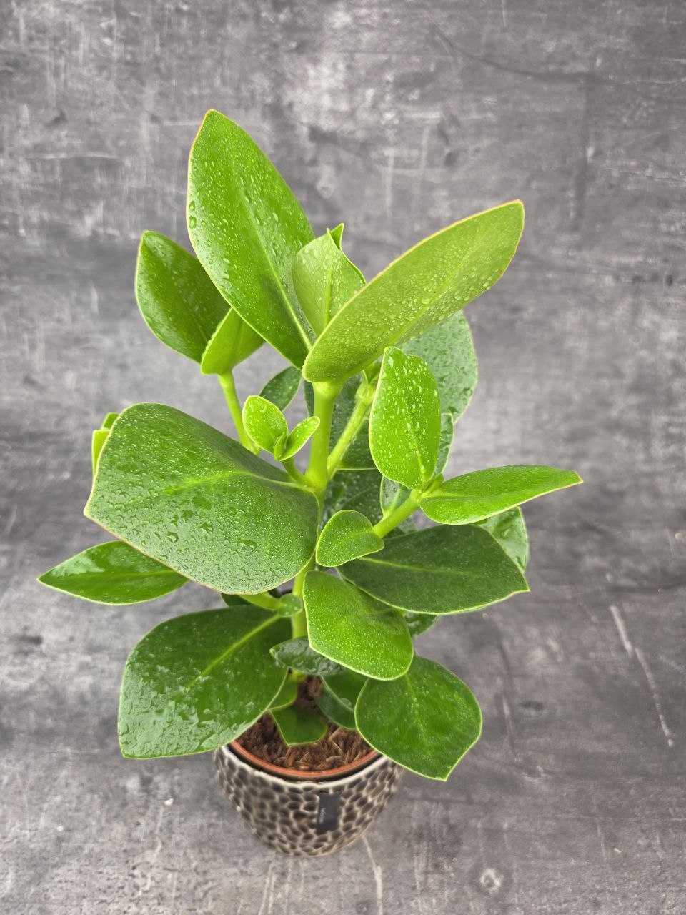 Clusia rosea princess
