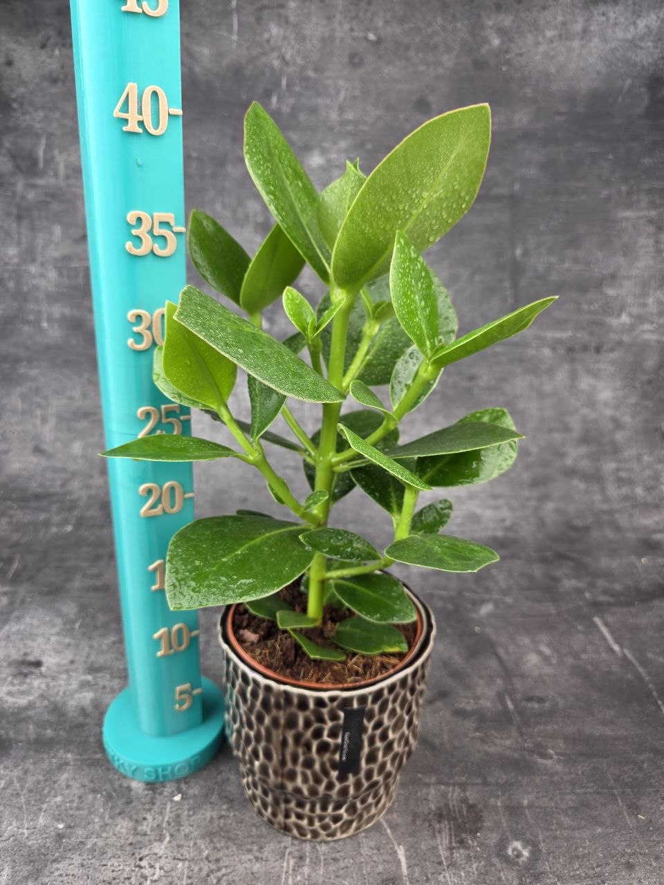 Clusia rosea princess