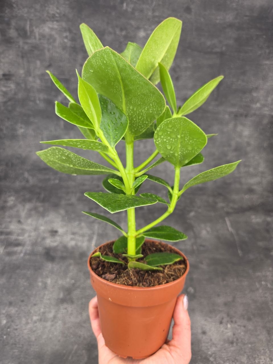 Clusia rosea princess
