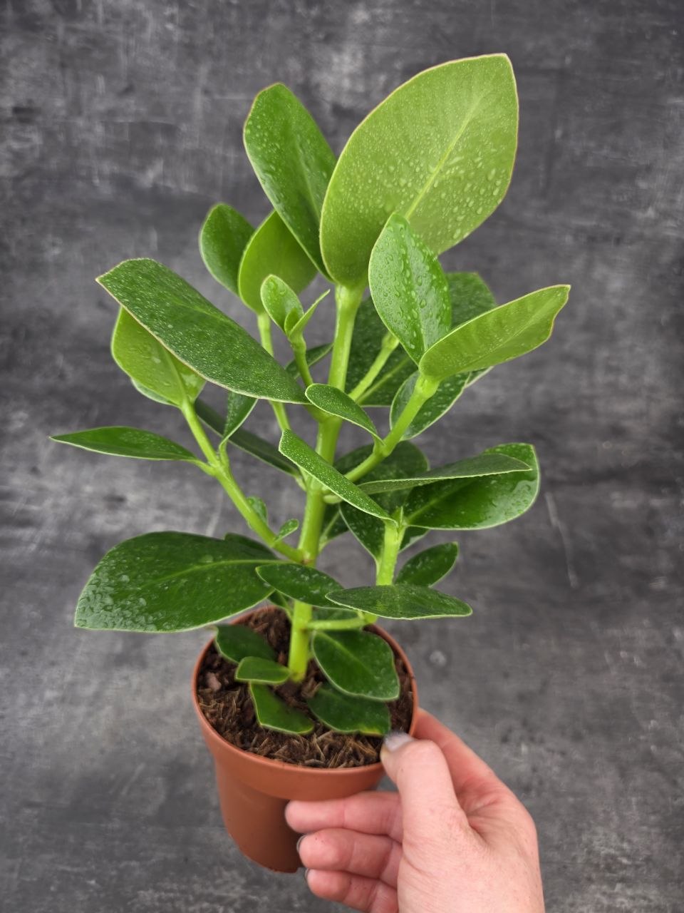 Clusia rosea princess