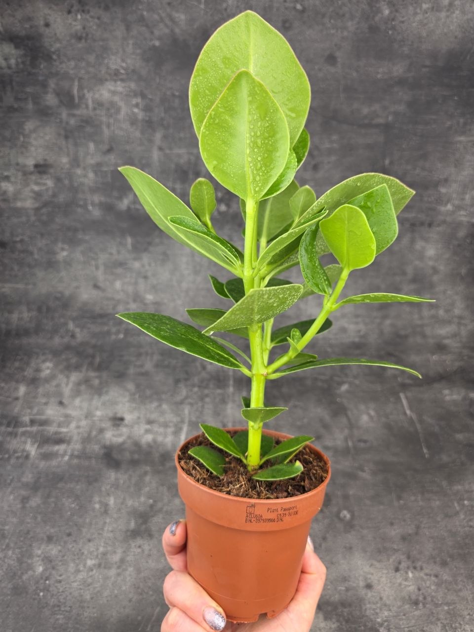 Clusia rosea princess