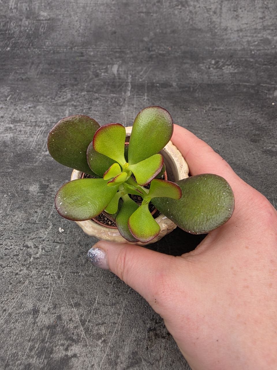 Crassula ovata ‘Minor’ mini