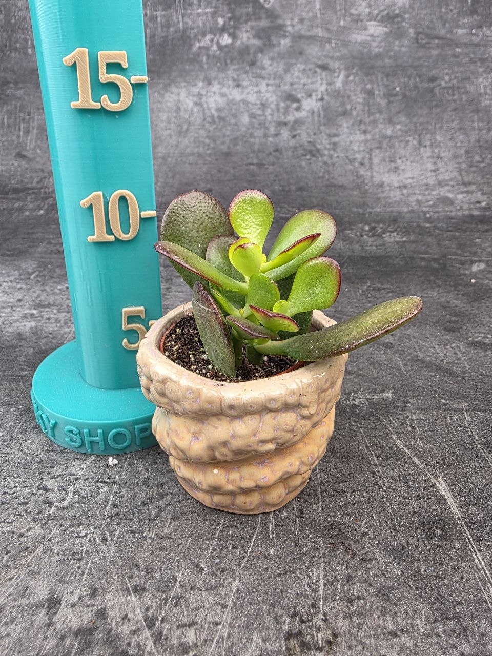 Crassula ovata ‘Minor’ mini