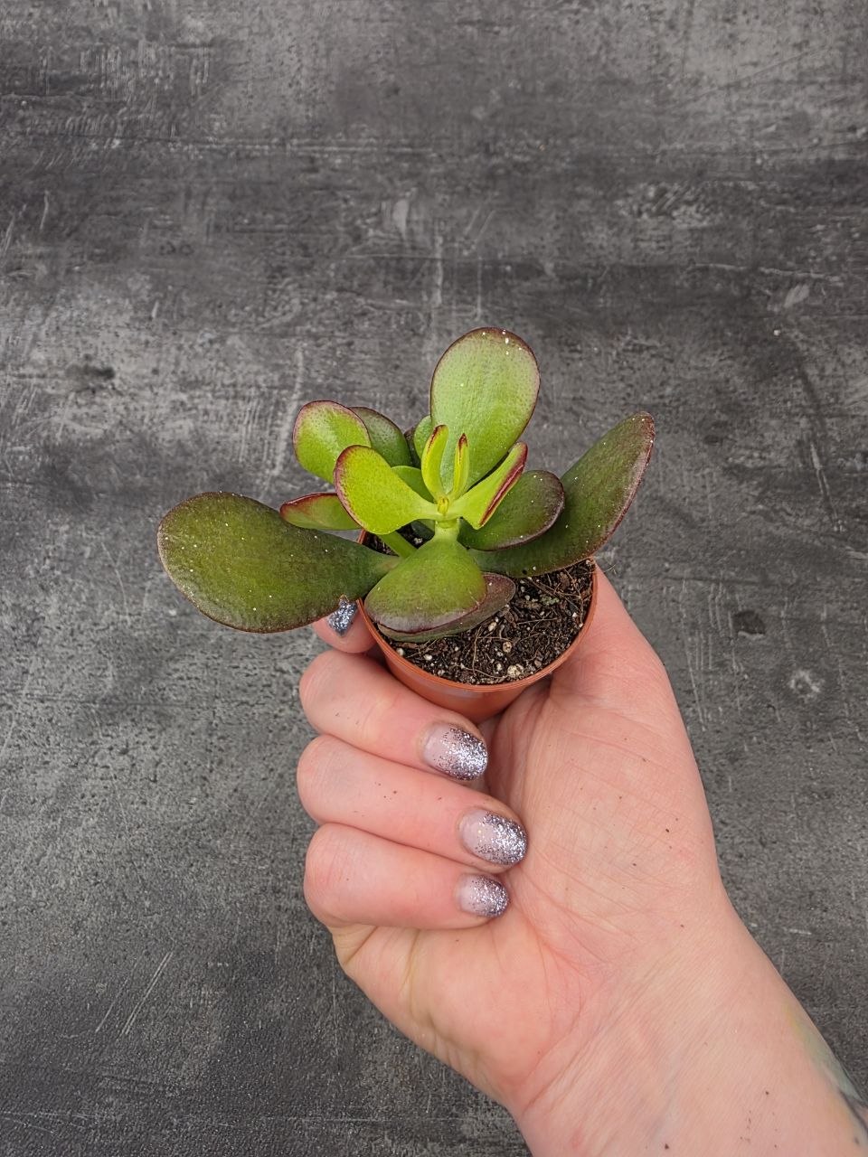 Crassula ovata ‘Minor’ mini
