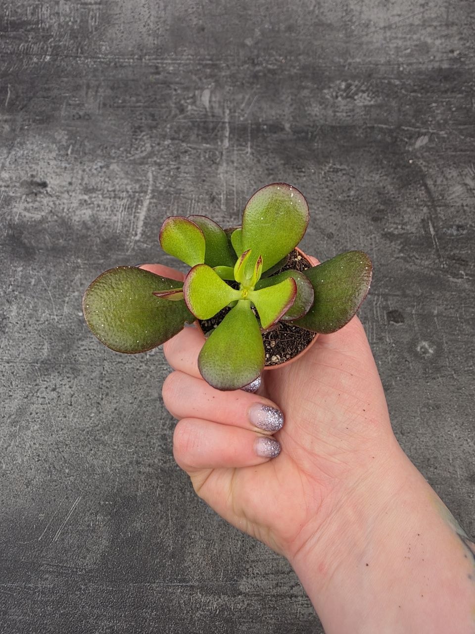 Crassula ovata ‘Minor’ mini