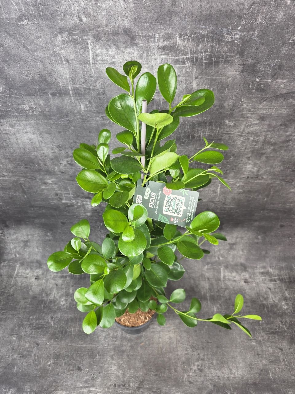 Ficus Microcarpa Moclame, vhodný do rohu místnosti