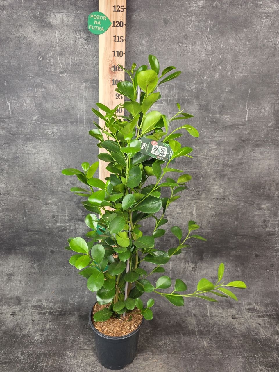 Ficus Microcarpa Moclame, vhodný do rohu místnosti