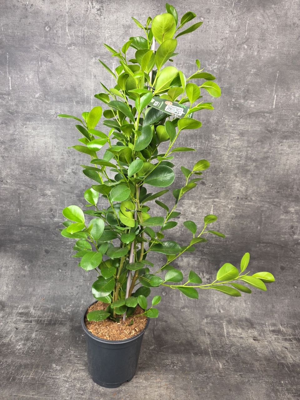 Ficus Microcarpa Moclame, vhodný do rohu místnosti
