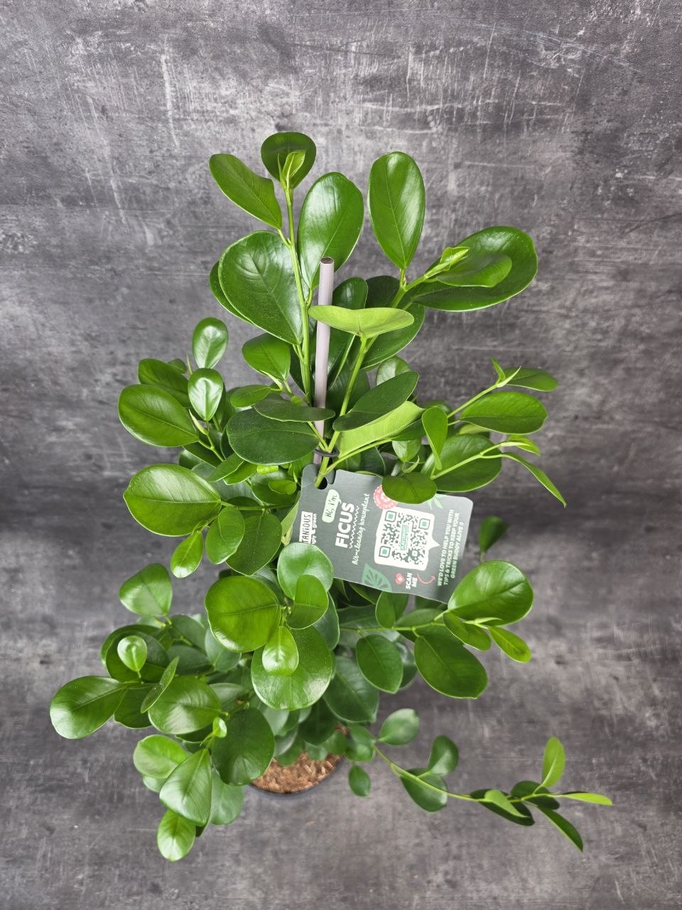 Ficus Microcarpa Moclame, vhodný do rohu místnosti