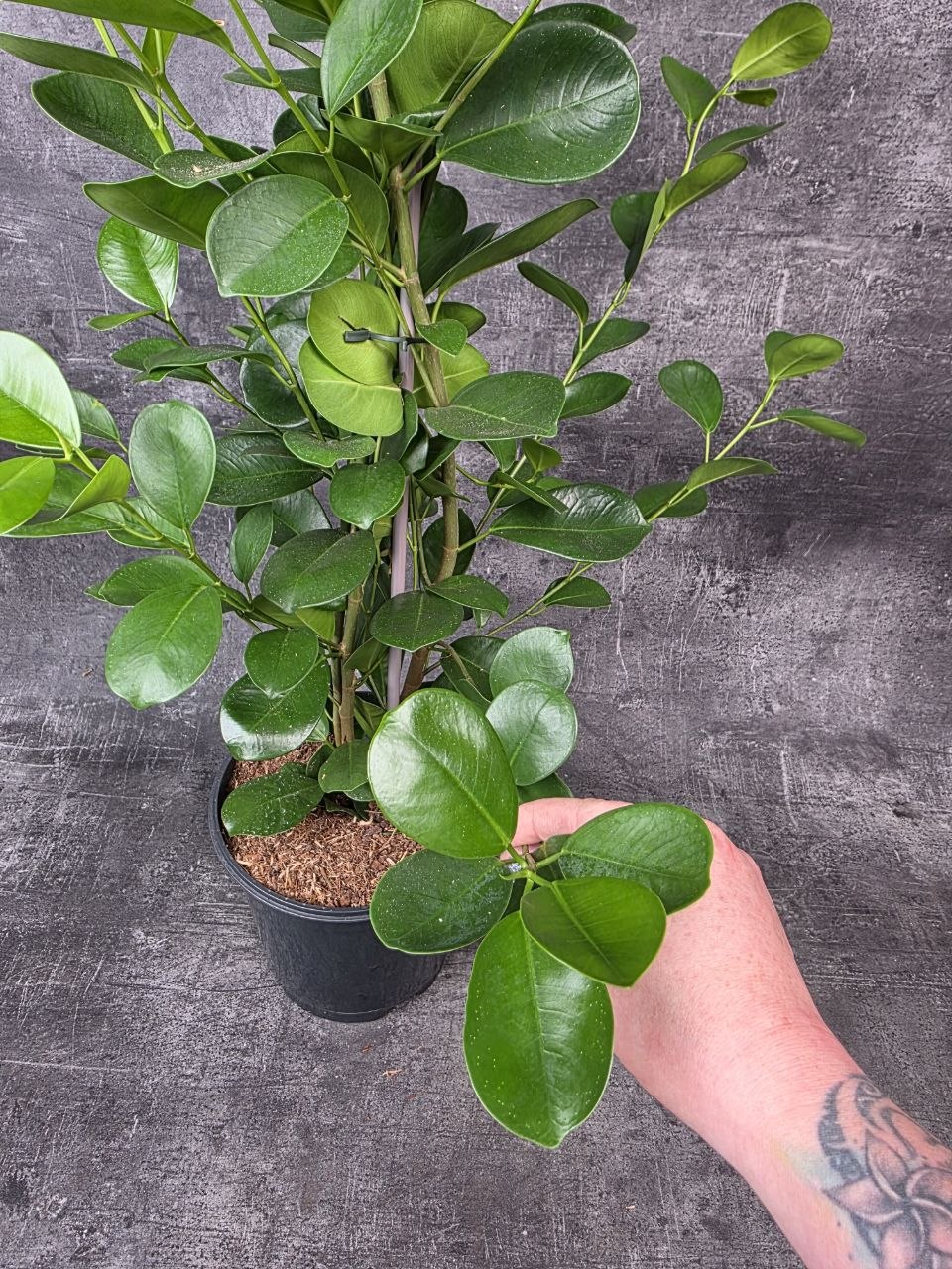 Ficus Microcarpa Moclame, vhodný do rohu místnosti