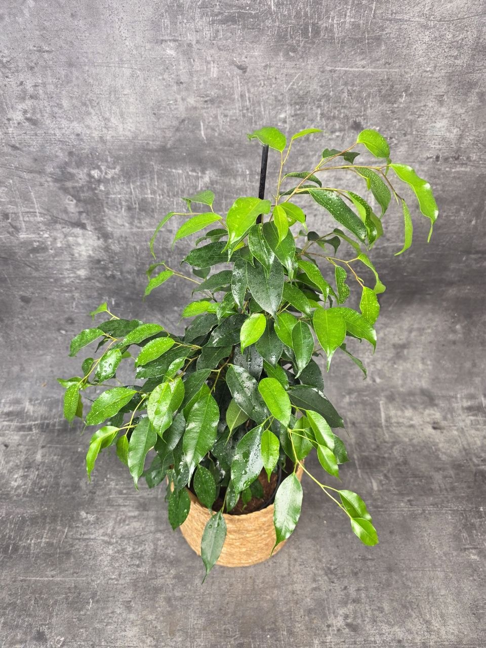 Ficus Danielle
