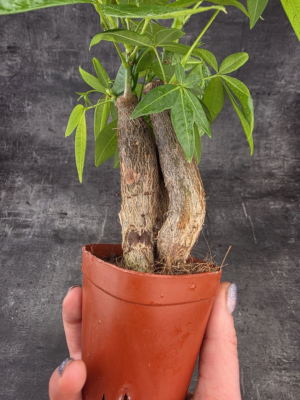 Pachira Aquatica, strom štěstí mini