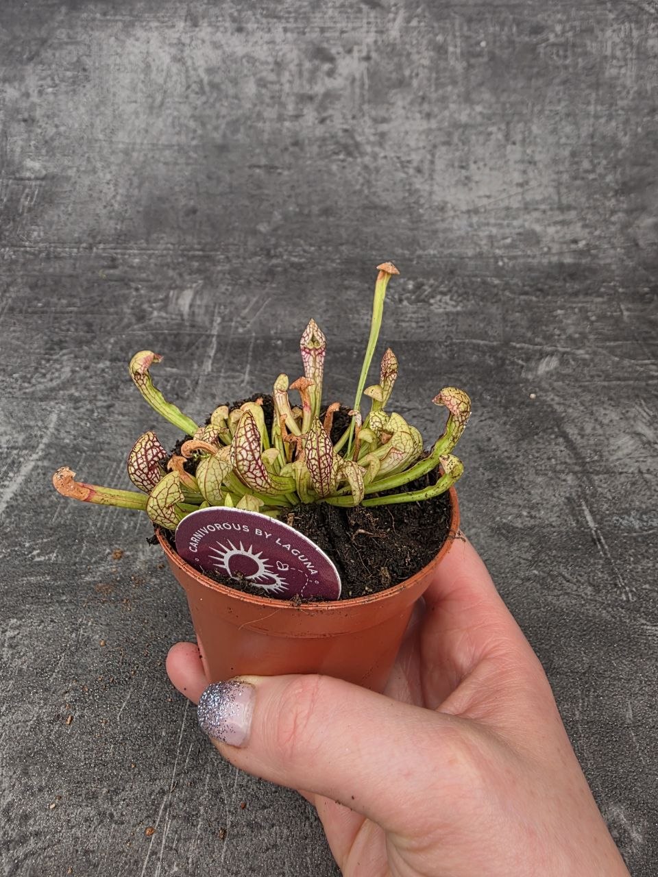 Masožravka Sarracenia