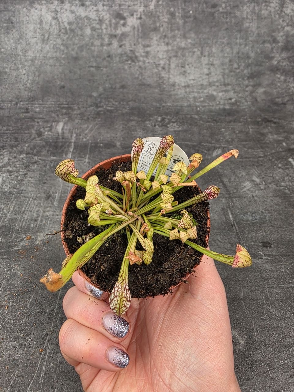 Masožravka Sarracenia