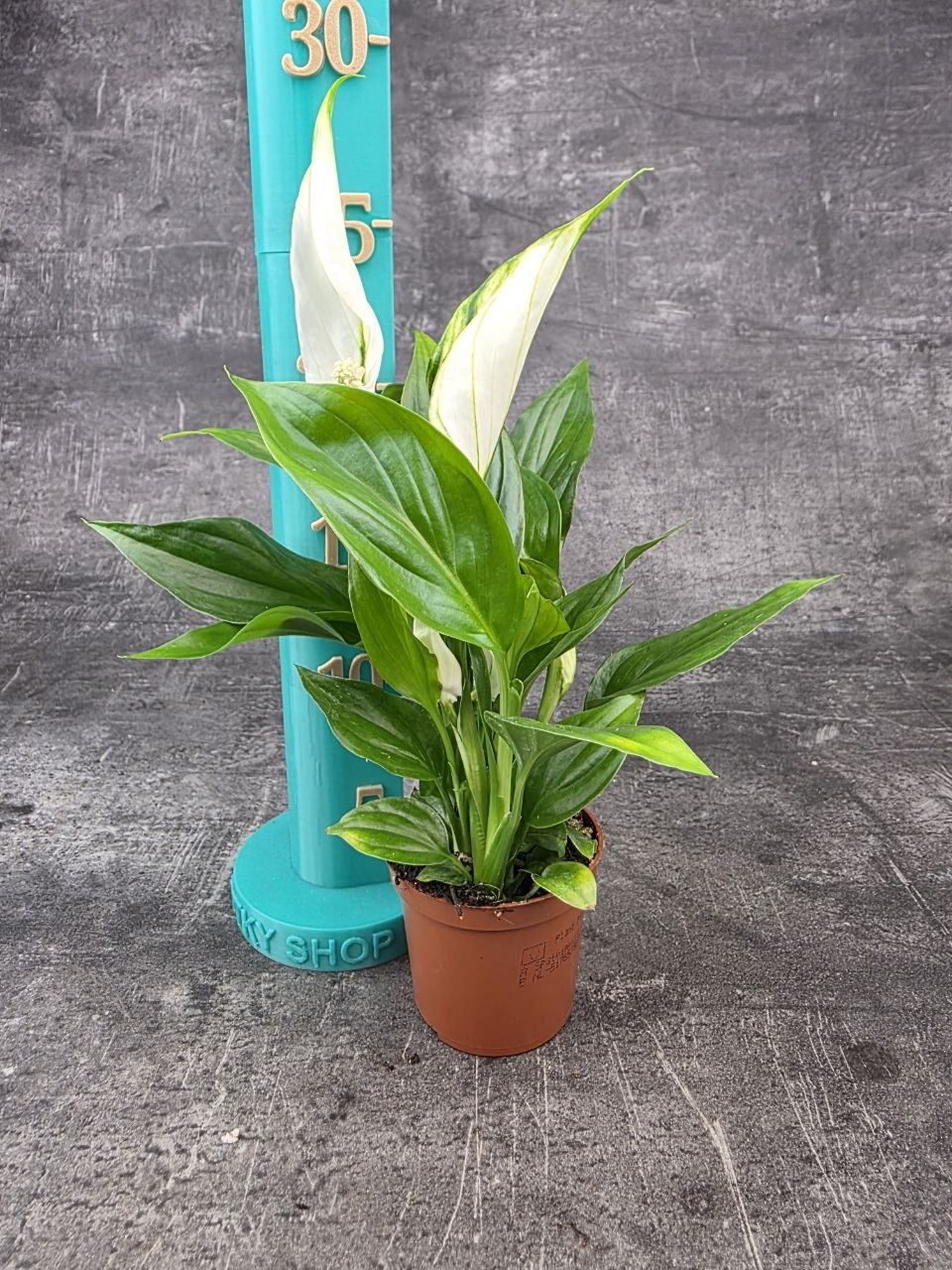 Spathiphyllum Pearl Cupido mini