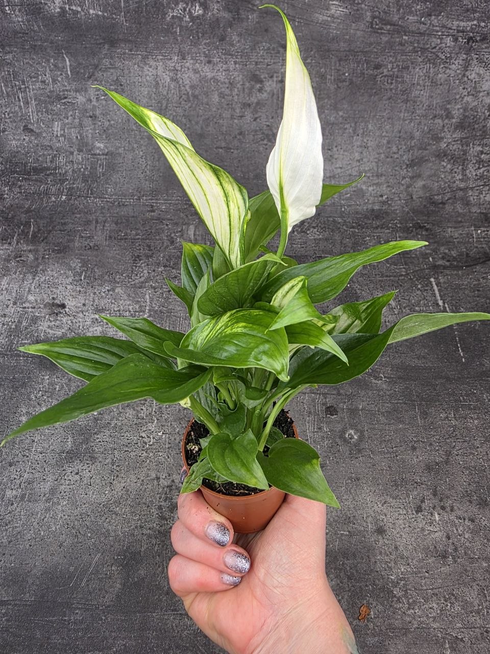 Spathiphyllum Pearl Cupido mini